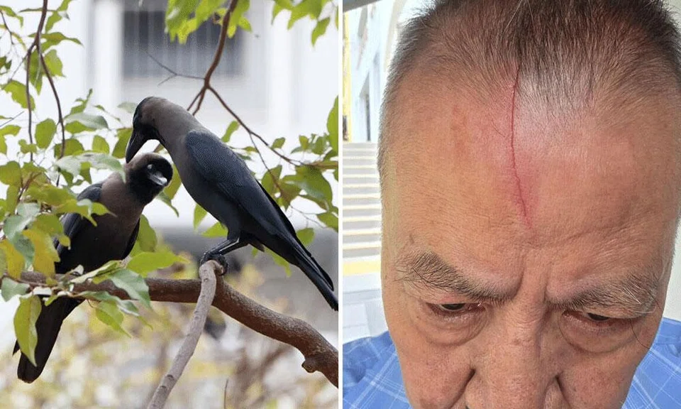 crows attack tampines residents