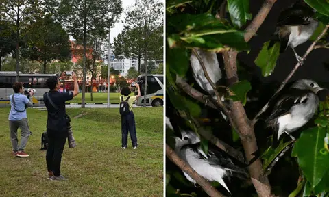 Bird enthusiasts all a-twitter over sightings of daurian starlings in Woodlands