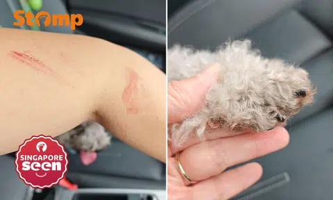Dog bleeds so much after grooming at Bukit Batok salon that owner was 'covered in blood'