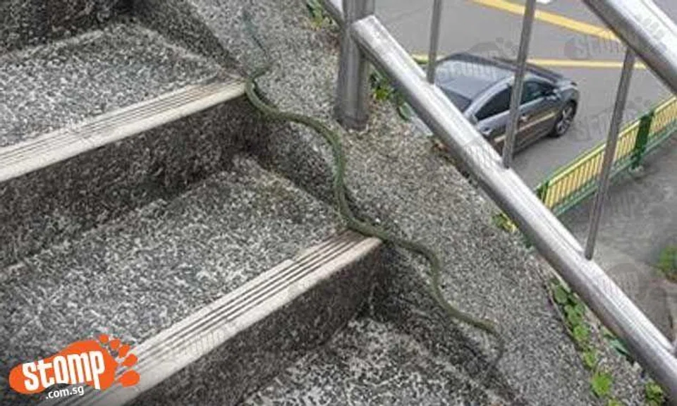 Family uses overhead bridge near Bukit Timah Plaza, only to spot green snake on the steps