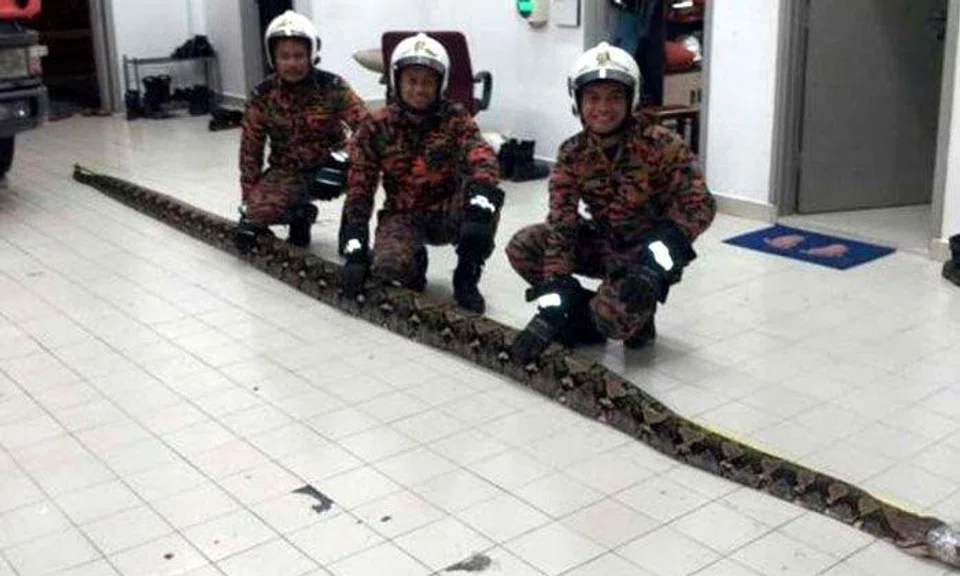 Johor family makes nightmare find in home: A 6.7m-long python