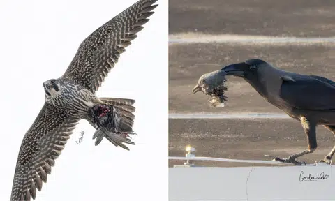 A peregrine falcon was seen flying with a headless pigeon body in Punggol. 