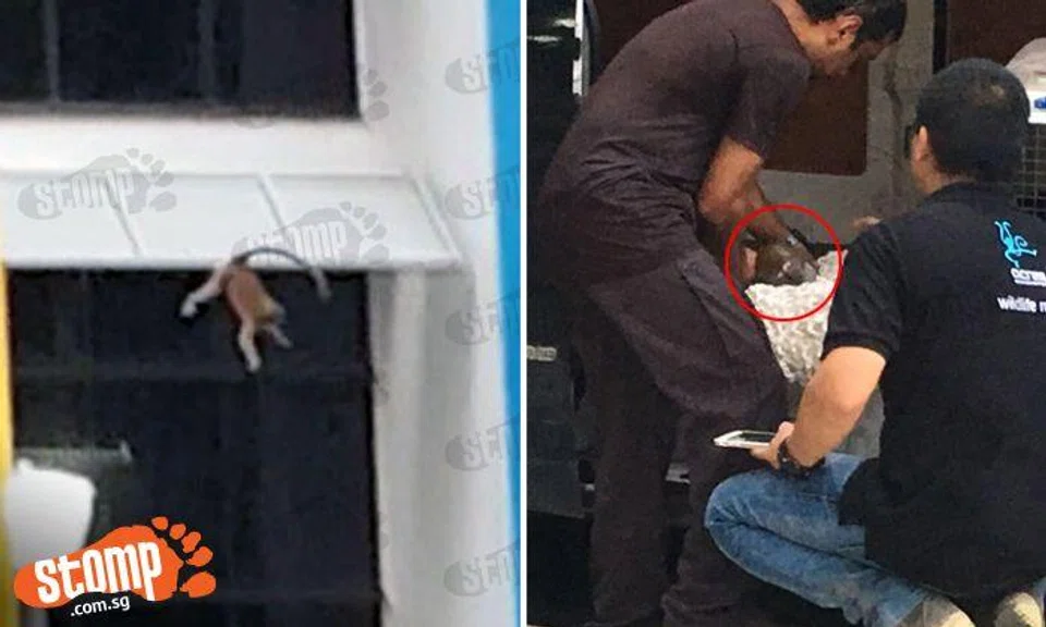 Dramatic video shows elusive Segar Rd monkey finally getting caught