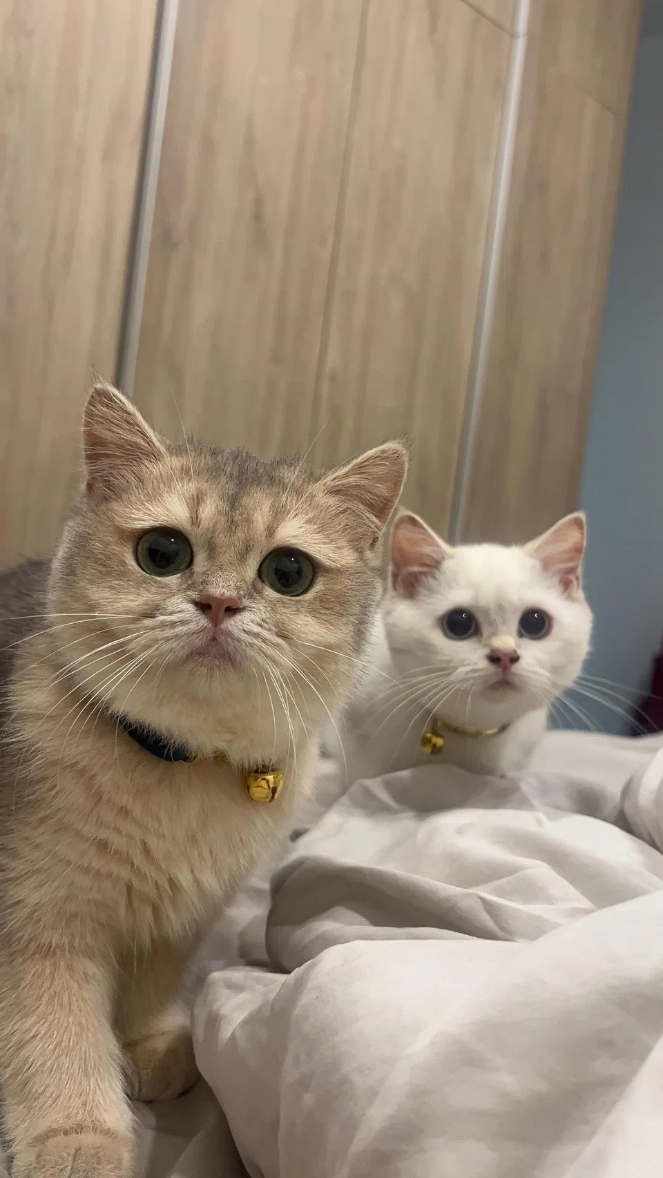 Jade Rasif's fur kids, Mofusand (left) and Chi Chi. 