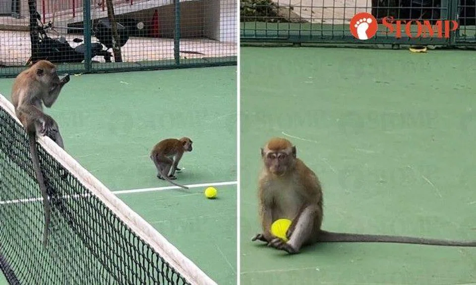 Stomper James shared photos of a couple of long-tail macaques on the court at the Swiss Club in Bukit Timah 