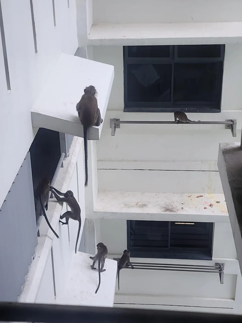 Macaques scaling Block 433B Northshore Drive in mid-April.