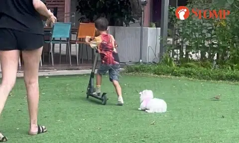 'Cruel act': Stomper shocked by woman letting boy on scooter drag around puppy on leash as she laughs