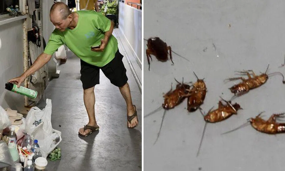Telok Blangah residents living with cockroaches for past 20 years -- and now maggots are here too