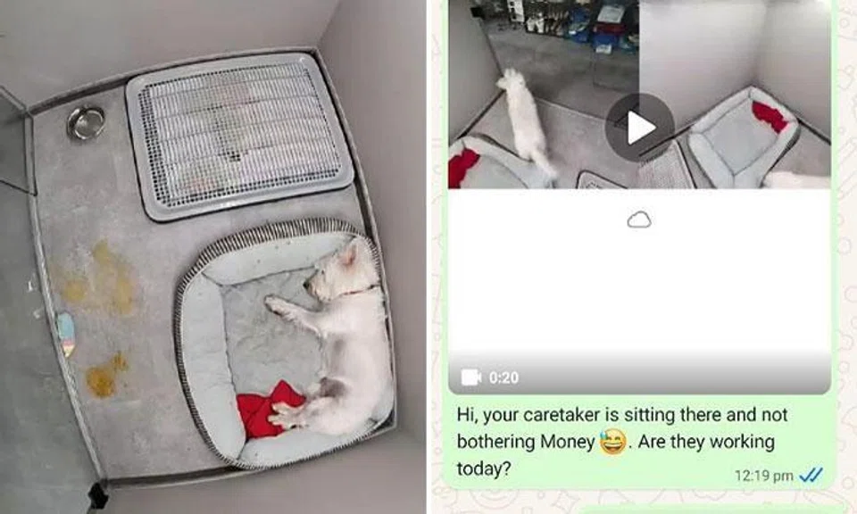 owner says joo chiat pet hotel neglected her dog