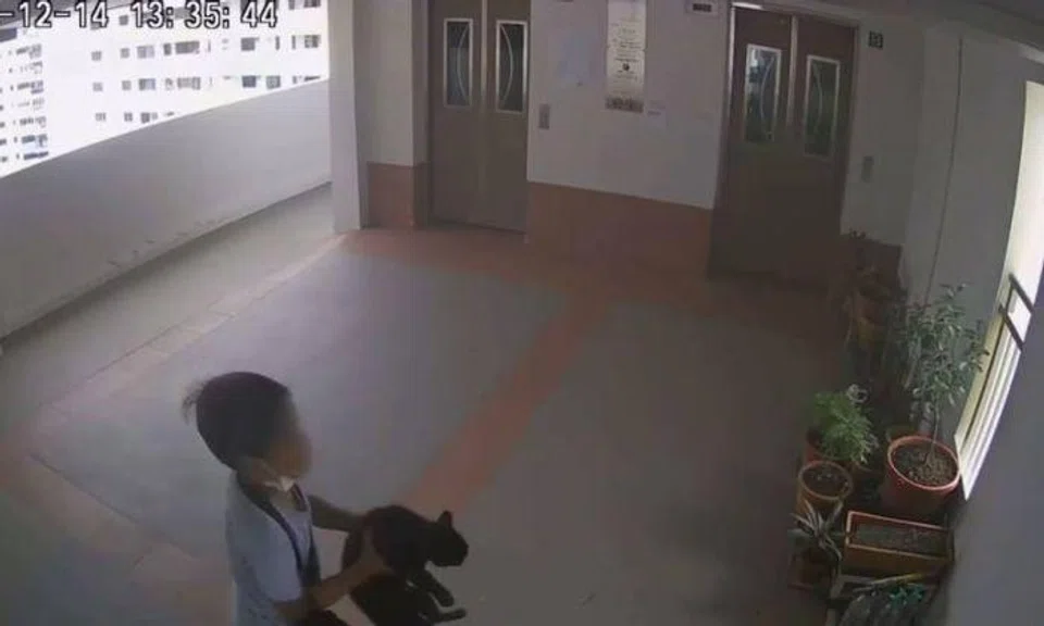 The boy was caught on closed-circuit television (CCTV) camera flinging the cat off the 22nd level of Block 186 in Boon Lay on Dec 14, 2022.
