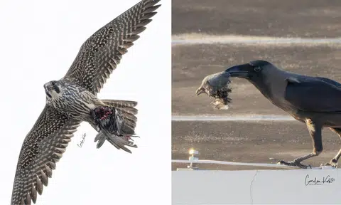 Peregrine falcon decapitates pigeon for food in Punggol, crows feed on head