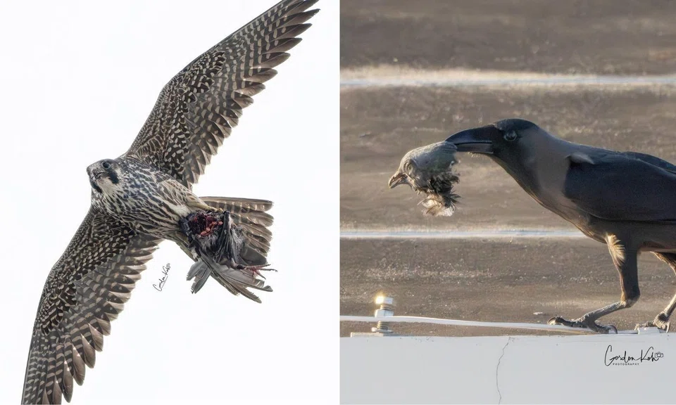 A peregrine falcon was seen flying with a headless pigeon body in Punggol. 