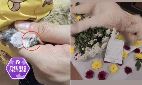 Pet grooming horror stories spark calls for tougher rules from 'pawrents' and welfare groups