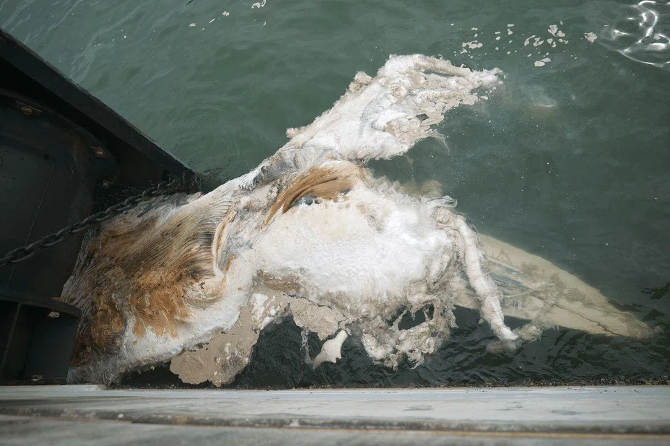 The Lee Kong Chian National History Museum at NUS said the cause of the baleen whale’s death is unclear. PHOTO: LEE KONG CHIAN NATURAL HISTORY MUSEUM, NUS