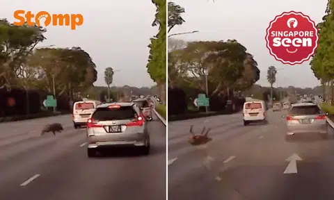Wild boar hit by car on SLE