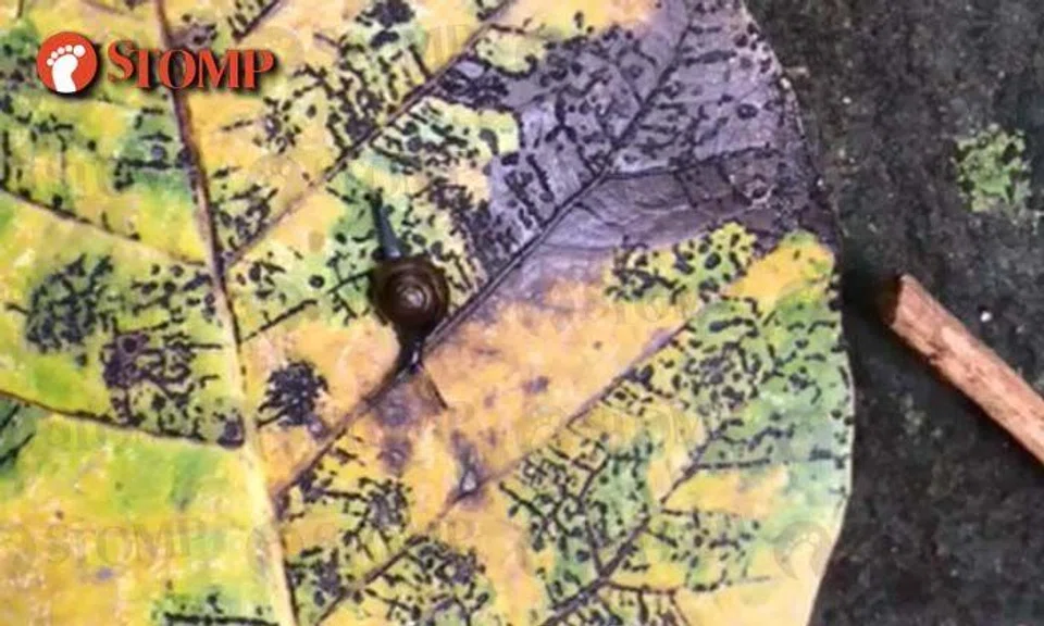 Snail makes itself at home on beautiful dead leaf at Jln Bukit Merah