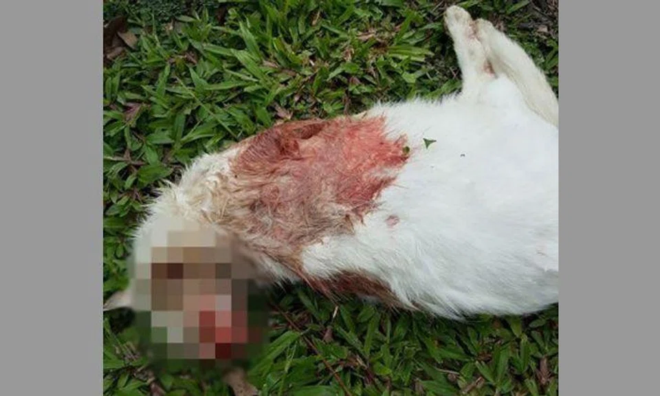 Photos: Yishun 326 Tabby cat / Facebook 