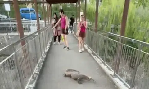 Pedestrians were stunned by the sight of a monitor lizard crossing a park connector at Ulu Pandan. 
