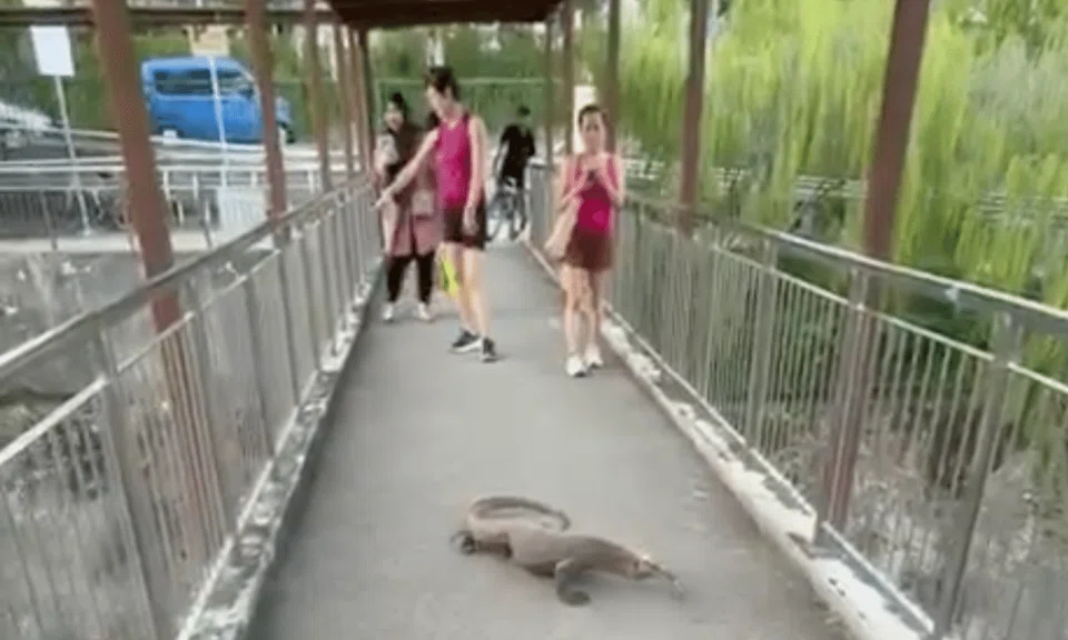 Pedestrians were stunned by the sight of a monitor lizard crossing a park connector at Ulu Pandan. 