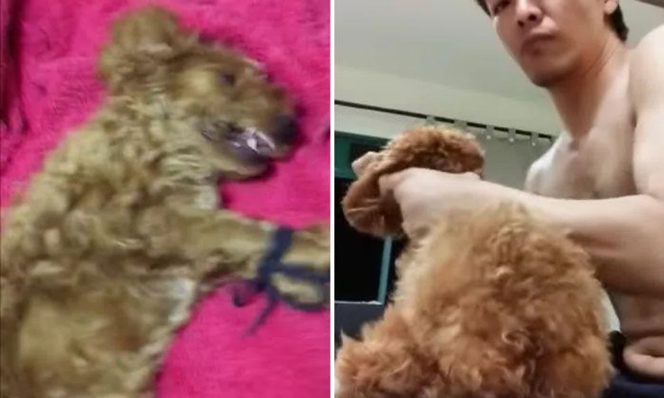 AVS investigating alleged case of animal abuse: Videos of man punching poodle were filmed years ago