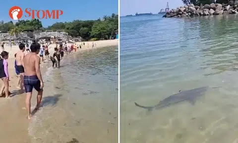 1.5m shark spotted in water at Sentosa beach: 'Everyone in the sea started screaming'