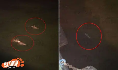 It's not every day you see dolphins having a splash at Singapore Eastern Anchorage