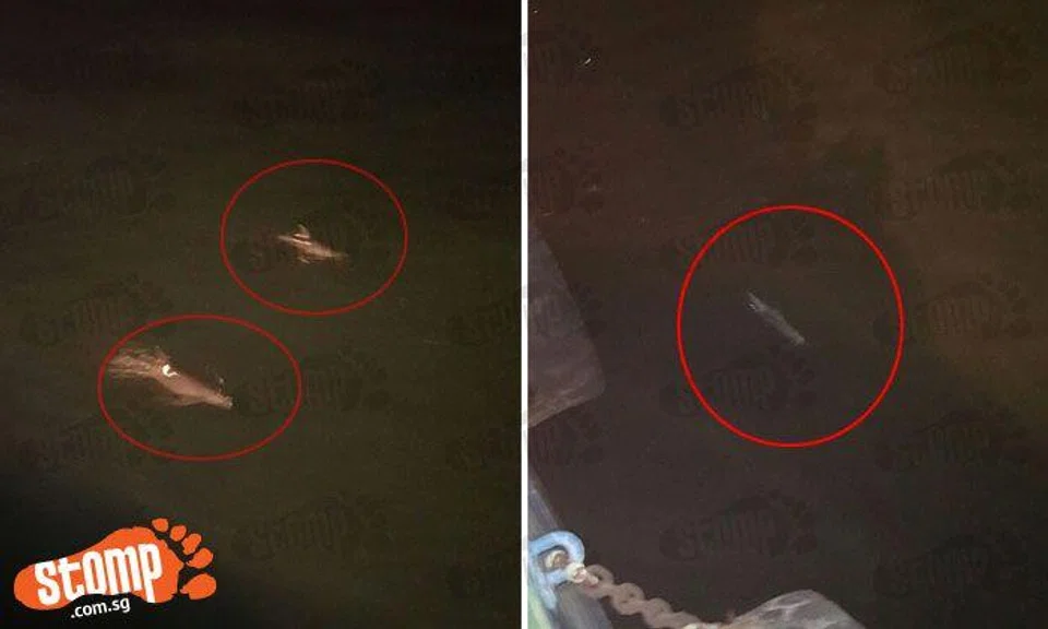 It's not every day you see dolphins having a splash at Singapore Eastern Anchorage