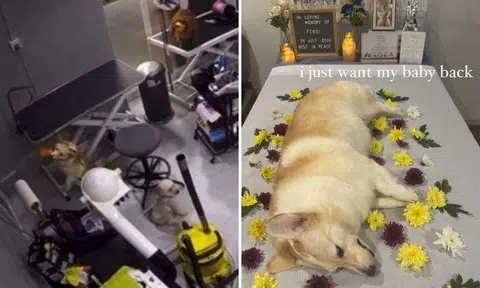 CCTV footage of the incident circulating online shows Fendi the corgi on a table in a room with several other leashed dogs at 1.42pm.