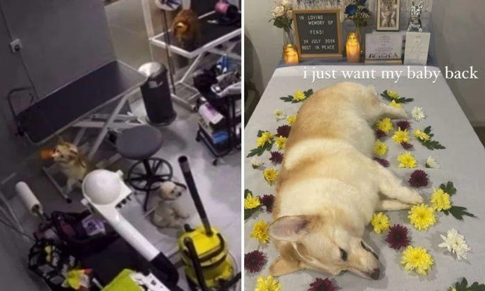 CCTV footage of the incident circulating online shows Fendi the corgi on a table in a room with several other leashed dogs at 1.42pm.