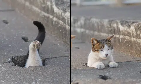 Life of the wanderers: Instagrammer catches street cats in action