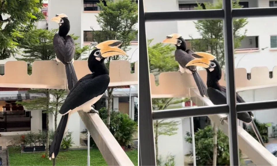 "They escaped from Jurong Bird Park," one commenter quipped.