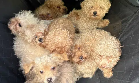 $21,500 fine for woman who kept 79 dogs at her home in 'unprecedented' case