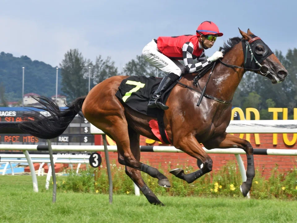 The Nick Selvan-trained Single Warrior (Cheah Wei Wen) registering his second career win in a Class 4A race (1,300m) at Kuala Lumpur on Dec 28. He contests a Class 4B (1,300m) at the same racecourse on March 9.
