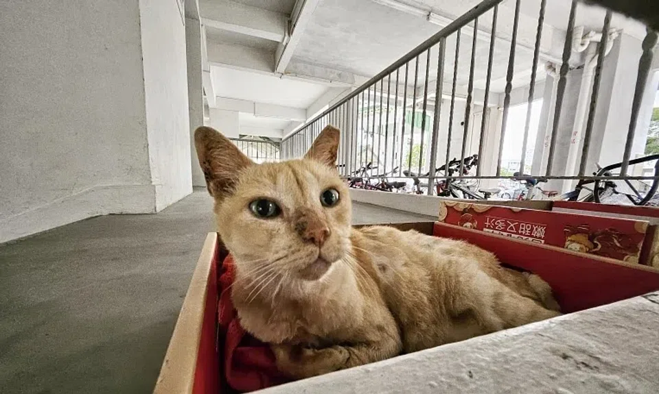 A total of 961 confirmed reports of animal cruelty and welfare concerns were recorded in 2024, the highest in 12 years.