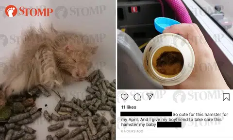 Woman explains why missing hamsters were in corridor, but netizens don't want them in her hands