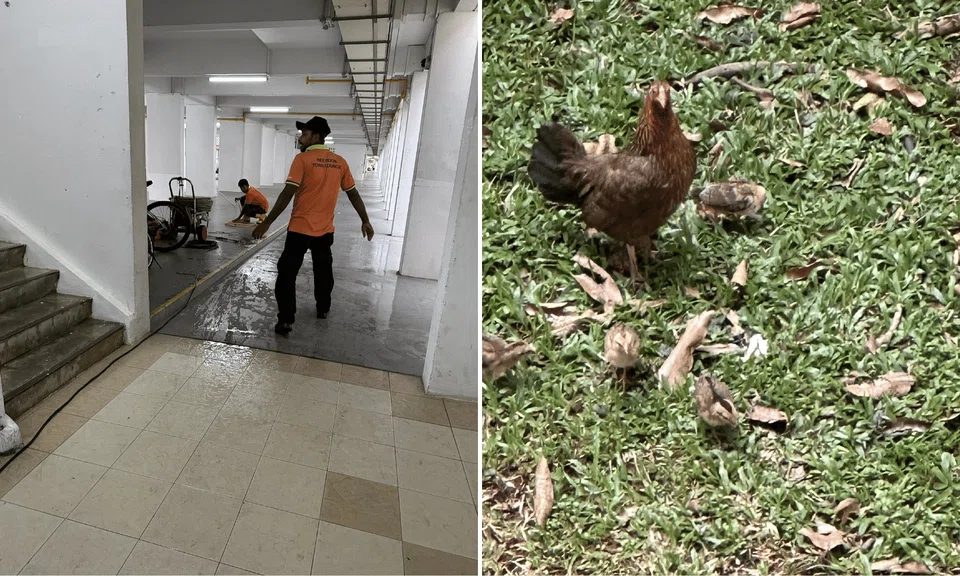 chicken 
