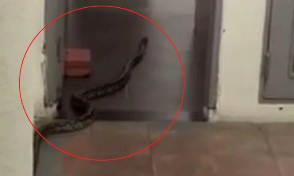 Students in NTU dormitory get an early morning visitor -- a 2m-long python