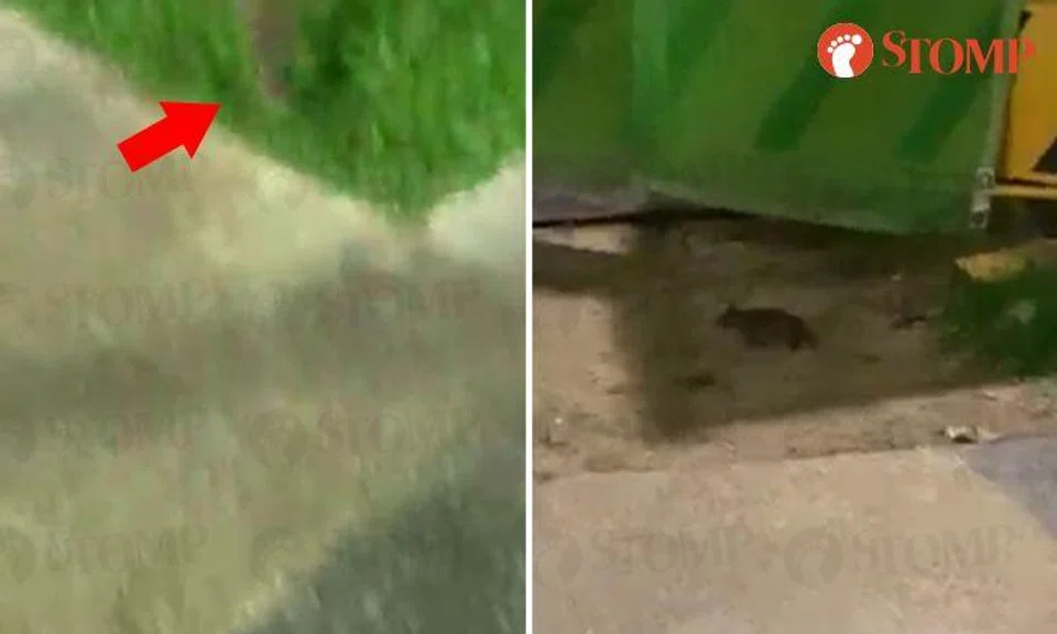 Pest control and contractor execute preventive measures after rat charges at woman in Ang Mo Kio