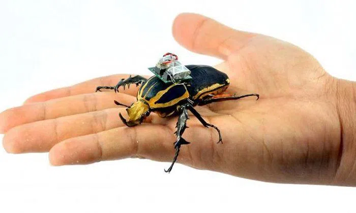 NTU's cyborg beetles: Netizens upset over 'animal torture' | STOMP