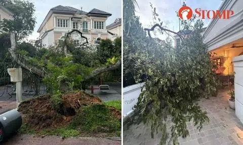 20m-tall tree near playground falls into Stomper's home at Sixth Avenue