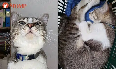 Family looking for cat that was last seen at Serangoon Gardens in January: 'Our hearts now have a terrible dull aching void'