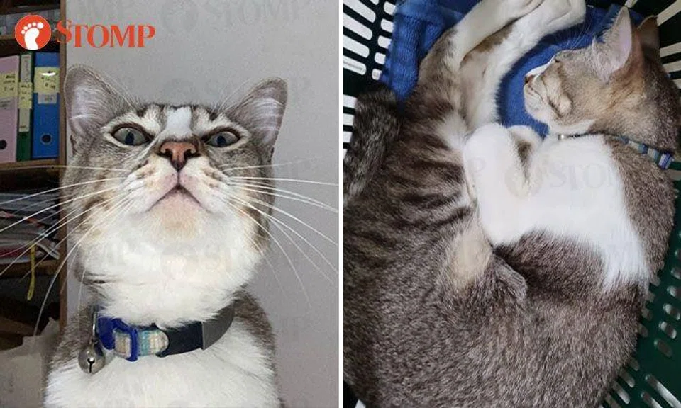 Family looking for cat that was last seen at Serangoon Gardens in January: 'Our hearts now have a terrible dull aching void'