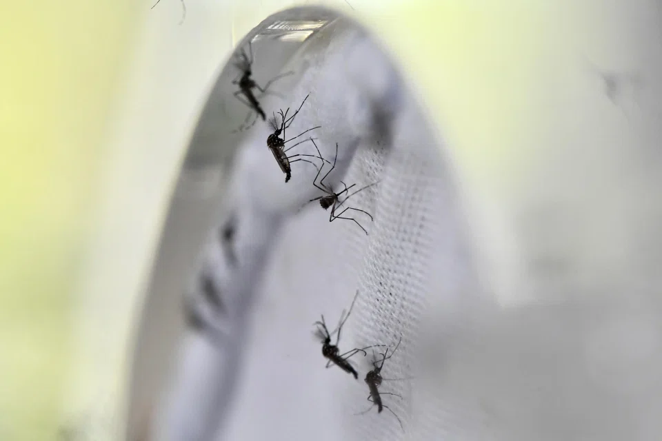 The symptoms of Zika and dengue are similar. The viruses can be differentiated by virological tests.