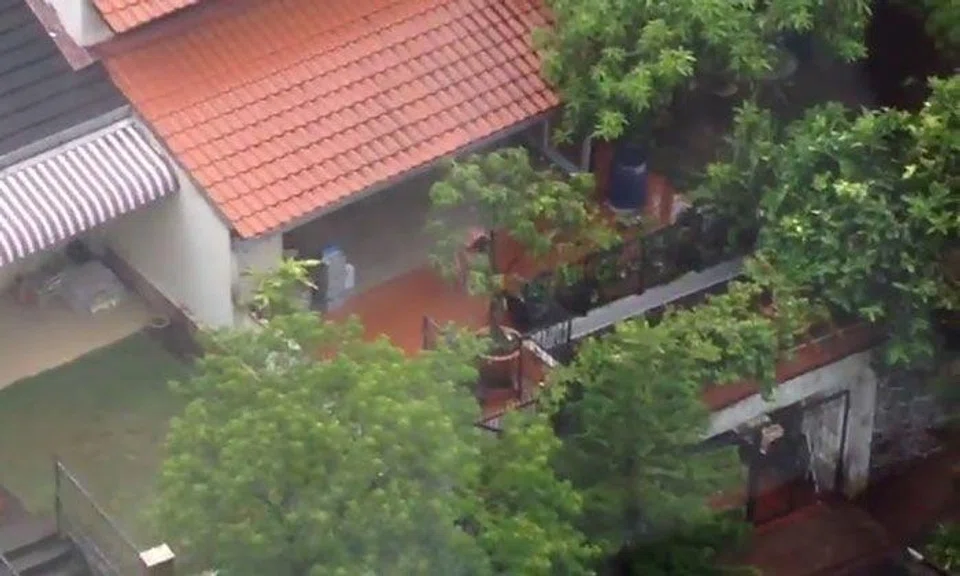 AVA looking into case of woman caning dog in Hillview area