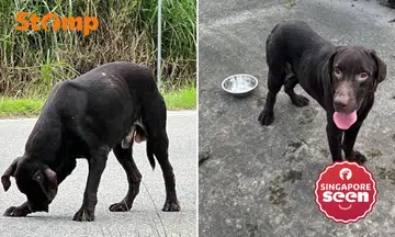 chocolate labrador dog