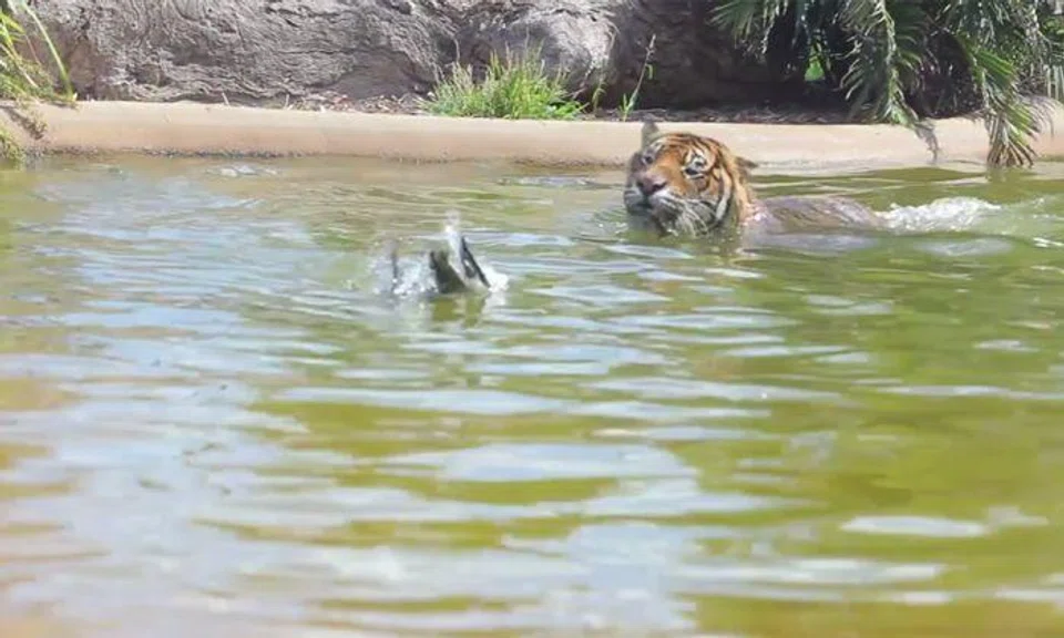 World's bravest duck trolls tiger -- and lives to tell the tale