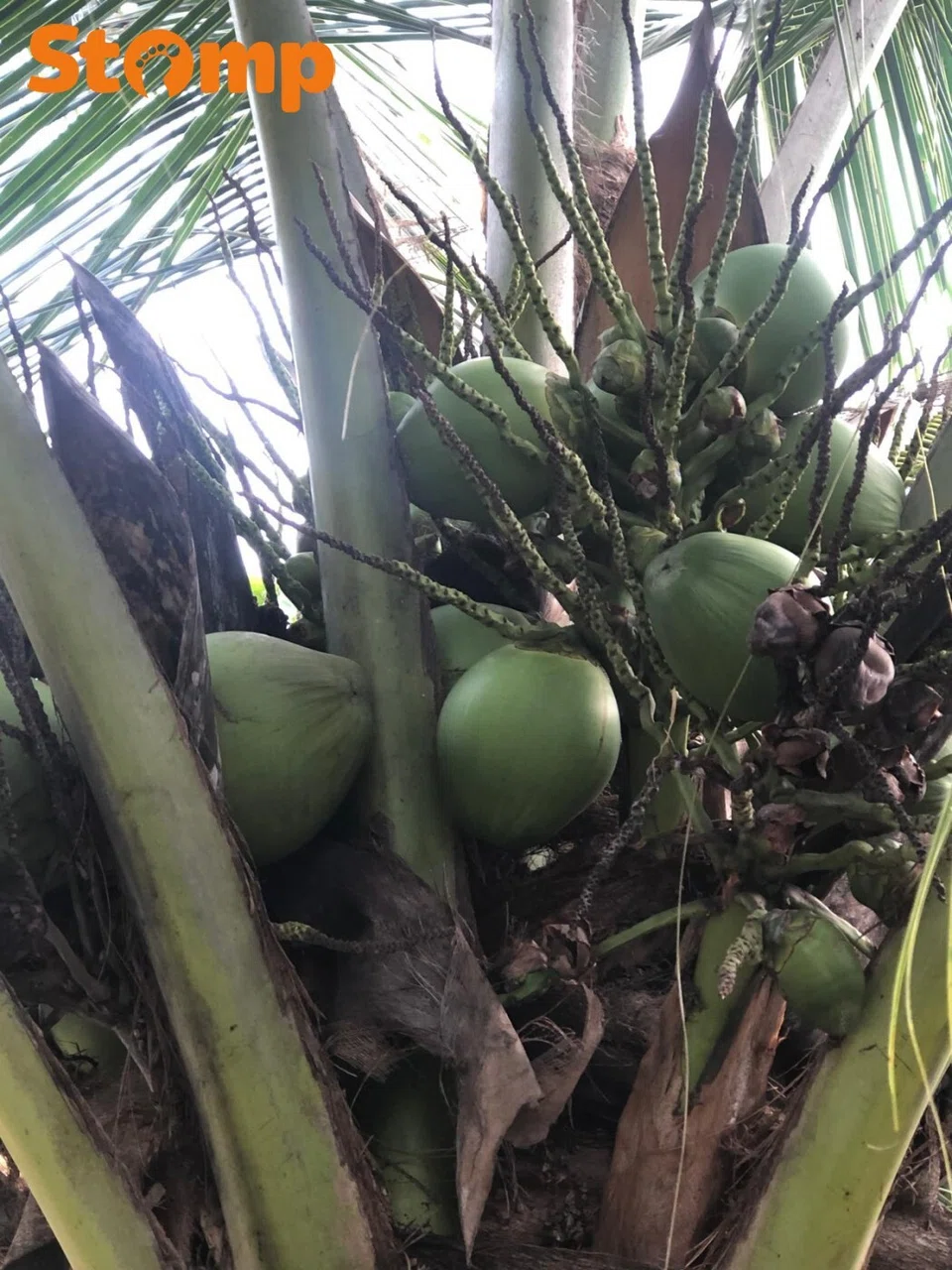 Holland Gardens resident upset coconut tree was chopped down | Stomp