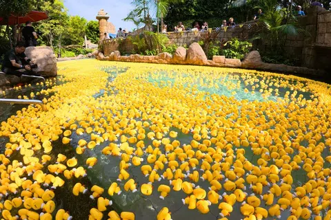 Sea of yellow rubber ducks sweeps through Adventure Cove Waterpark