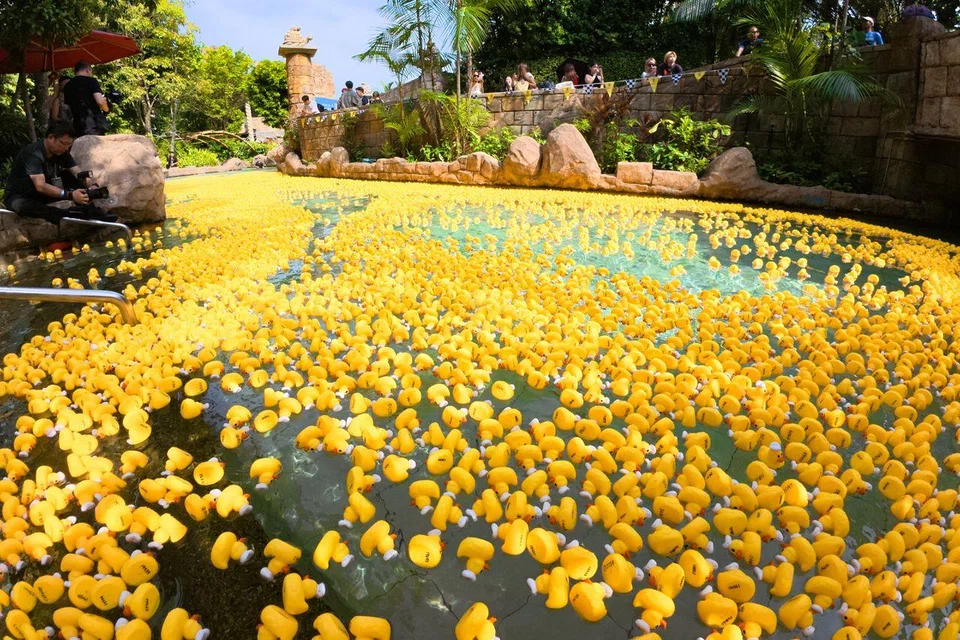 A total of 20,000 uniquely numbered DD.Ducks, roughly 9cm in length, were released into the Adventure Cove Waterpark’s 620m-long Adventure River on July 22.