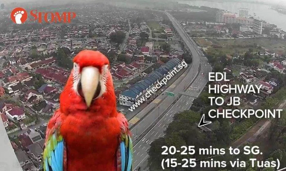 Stomper Joyn shared screenshots of the avian photobomb on the Checkpoint.sg app.
